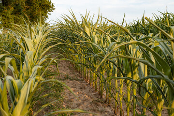 uprawa rolna, Pole zielonej kukurydzy w oddali niebo i drzewa 