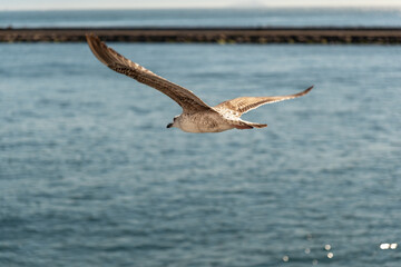 Close-up high-resolution photograph of a seagull in flight 