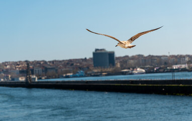 Close-up shot of a seagull in flight along Istanbul’s coastline, 