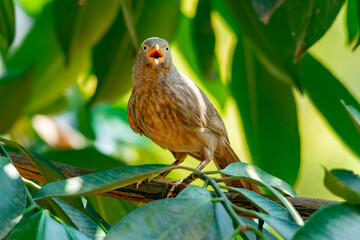 Yellow billed babbler