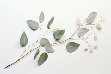 two eucalyptus leaves with white branches - obrazy, fototapety, plakaty