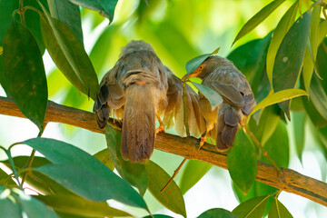 Yellow billed babbler
