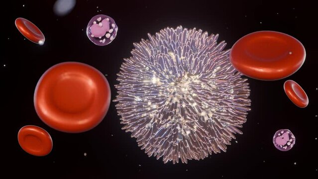3d animation of Hairy cell leukemia (HCL) is a rare type of chronic leukemia that develops slowly from white blood cells called B lymphocytes.