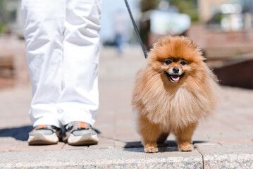 pomeranian spitz