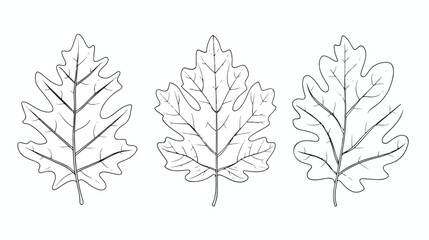 Oak leaves linear. Autumn leaf one line illustration.