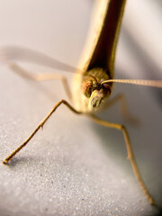 Butterfly, a photo in extreme close-up, showing all the details of its body and structure. Insect wildlife macro photo