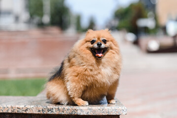 pomeranian spitz
