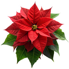 Vibrant poinsettia bloom