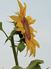 sunflower on a branch