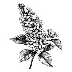 A branch of lilac flower, vintage flower illustration, black and white drawing, hand drawn illustration, vector isolated on white background