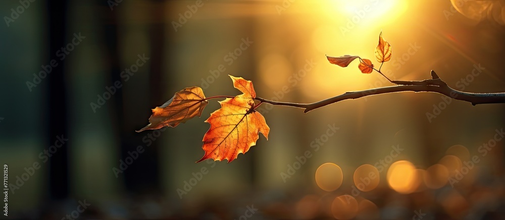 Poster Light from the sun shining through the leaf on a tree branch, creating a serene and natural scene