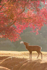 奈良公園　朝日の飛火野と雄鹿の息