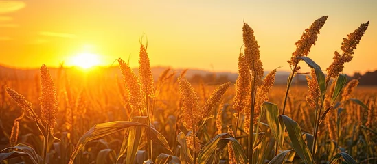 Deurstickers Glowing sun sets behind a lush field of golden wheat, creating a picturesque rural landscape © vxnaghiyev