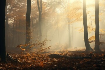 Misty autumn forest - obrazy, fototapety, plakaty