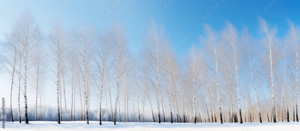 Poster rows of slender birch trees with white bark standing gracefully in a vast snowy field under a clear 