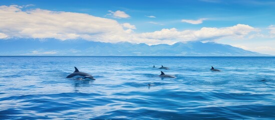 A group of dolphins gracefully gliding through the ocean waters with majestic mountains in the distant background - obrazy, fototapety, plakaty