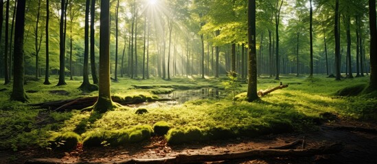 Warm sunbeams shining through a lush natural forest filled with tall beech trees and ferns covering the ground
