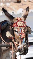 Donkey in Mijas, Malaga, Spain - 771323786