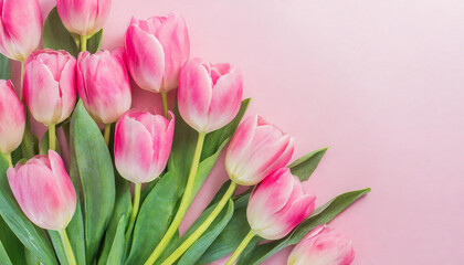 Obraz premium Beautiful pink tulips on pastel pink background. Concept with text space for copy