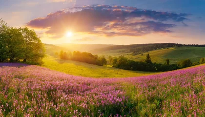 Deurstickers Beautiful panorama rural landscape with sunrise and blossoming meadow. purple flowers flowering on spring field © luis