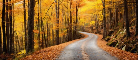 A scenic road surrounded by trees in a forest with yellow autumn leaves covering the ground