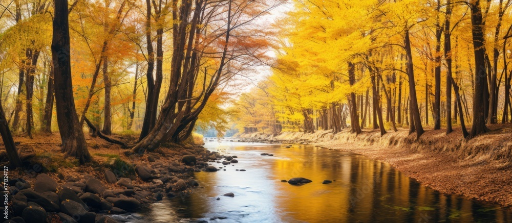 Poster a tranquil river meanders through a dense forest displaying vibrant yellow foliage on the trees duri