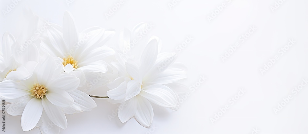 Poster Three delicate white flowers placed on a clean white surface, creating a simple and elegant composition