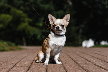 chihuahua