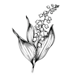lily-of-the-valley flower, a branch of lily of the valley, black and white drawing, hand drawn illustration, vector isolated on white background