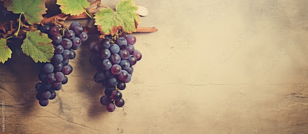 Poster numerous ripe grapes are attached to a vine growing on a sturdy wall, creating a beautiful and bount