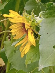 butterfly on a sunflower