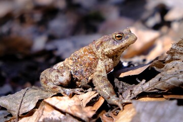 Gray toad (Bufo bufo) standing on dry leaves in forest during mating season