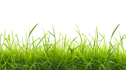 Meadow with green grass in the foreground isolated on transparent background.