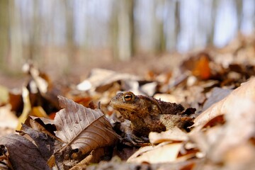Gray toad (Bufo bufo) standing on dry leaves in forest during mating season