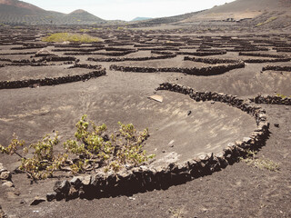 Volcanic vineyard in Lanzarote, Canary Islands, Spain