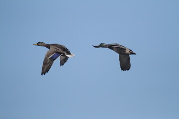 wildenten im flug