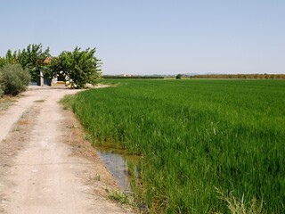 Fototapeta na wymiar Typical Extremadura landscape, Spain 