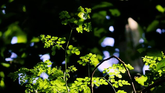moringa leaves, a plant that has many health benefits,
leaves in the forest