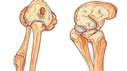 Cartoon Illustration of the human knee joint anatomy