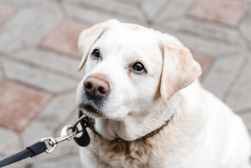 Obraz premium fawn labrador retriever