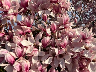 Close up of beautiful pink magnolia flower petals on the branches of a tree on a lawn in an organic country garden in Spring the vibrant colour plant blossom full bloom up to blue sky background