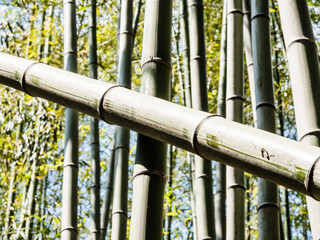 Bamboo path - 771336327