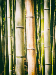 Bamboo path - 771336351