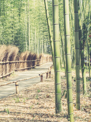 Bamboo path - 771336371