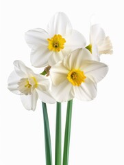 Isolated White Daffodil Flowers with Green Leaves and Stems - Spring Blossom Cut-Out