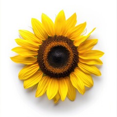 Isolated Sunflower on White Background for Agriculture or Botany Concepts. Top View of Blossoming Beauty with Bright Colours in a Circle