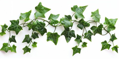Ivy Leaves Isolated on White Background for Wall Decoration. Lush Creeper Vine Foliage for Natural Greenery and Coverage - obrazy, fototapety, plakaty
