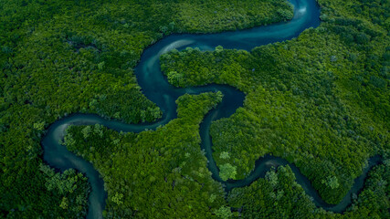 Aerial view mangrove forest natural landscape environment, River in tropical mangrove green tree...