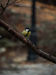 Great tit basting in a nordic overcast sun during spring.