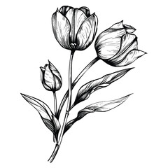 Tulip flowers, a branch of tulip stem with flowers and leaves, wildflower, black and white drawing, hand drawn illustration, vector isolated on white background